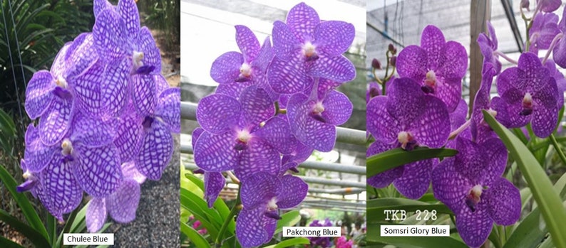 Blue Vanda Orchids Choose Free Shipping image 2