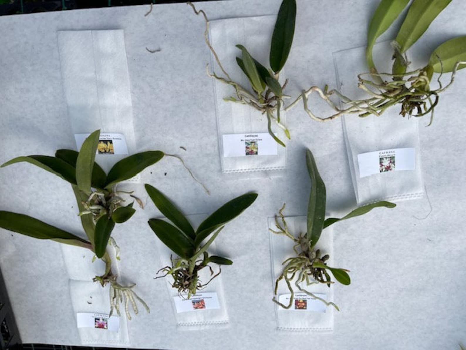 Surprise Orchid Plug Bundle Extras Over 300 Different Etsy