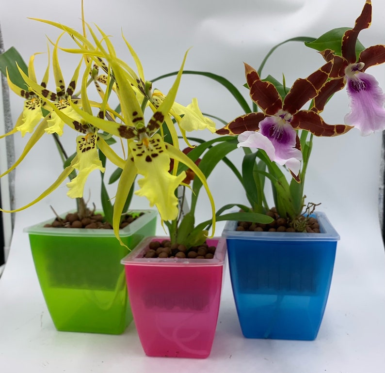3 Perfect Orchid Pots Square Self Watering Plant Planters Etsy