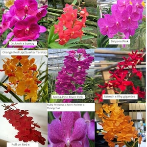 Premium Vanda Orchids - Choose - Free Shipping