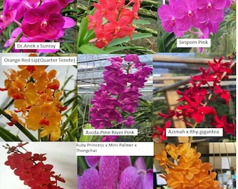 Premium Vanda Orchids - Choose - Free Shipping