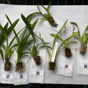 Surprise Orchid Plug Bundle (+ extras) -  Over 300 different orchids in stock - New plugs added weekly