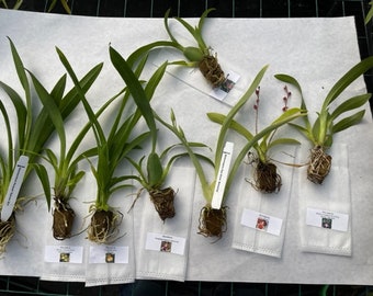 Surprise Orchid Plug Bundle (+ extras) -  Over 300 different orchids in stock - New plugs added weekly