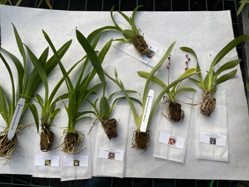 Surprise Orchid Plug Bundle (+ extras) -  Over 300 different orchids in stock - New plugs added weekly 