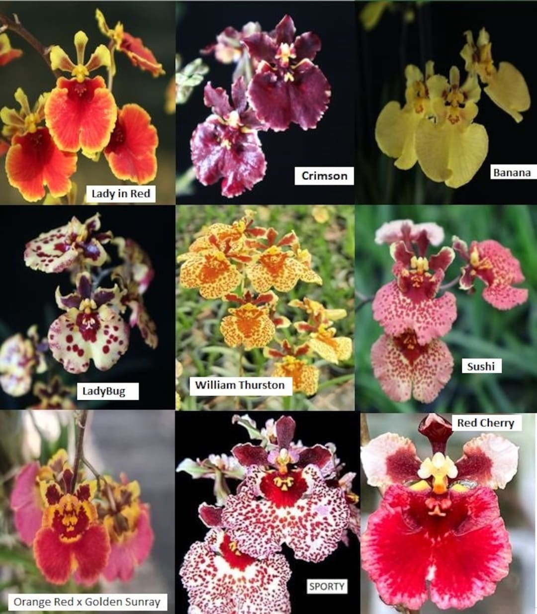 Mini Orchids - Rare Tolumnias - Perfect for Terrariums - Etsy