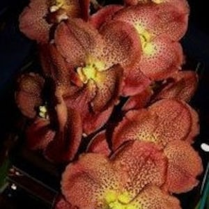 Premium Vanda Orchids Choose Free Shipping image 10