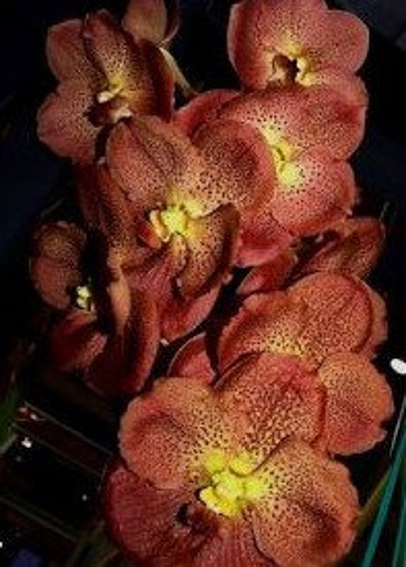 Premium Vanda Orchids Choose Free Shipping image 10