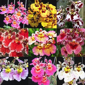 May include: A collage of nine different orchid flowers. The orchids are in various colors, including red, pink, yellow, and white. The flowers have a spotted pattern.