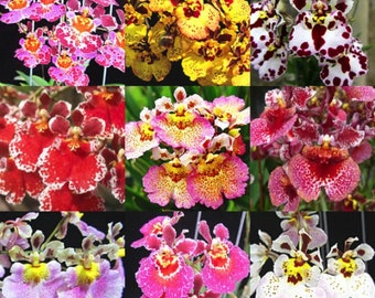 Choose 4 Orchids of the type you like (Tolumnia, Cymbidium, Cattleya, Oncidium, Dendrobium, Vanda, or Phalaenopsis) Premium o Free Shipping