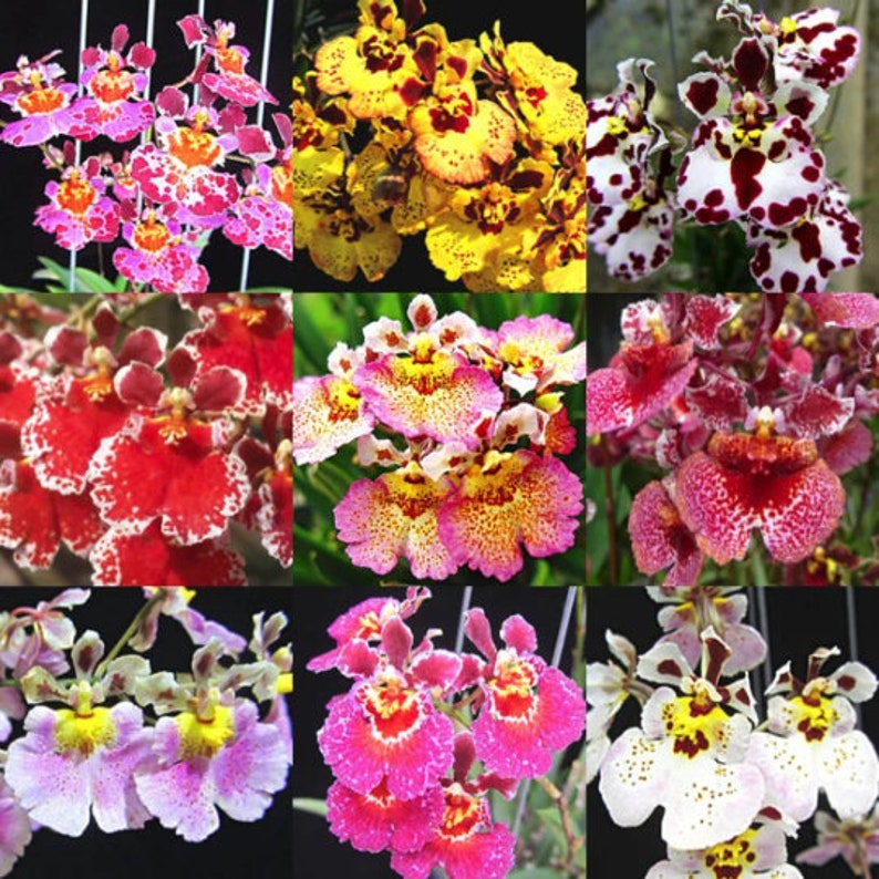 Choose 4 Orchids of the type you like Tolumnia, Cymbidium, Cattleya, Oncidium, Dendrobium, Vanda, or Phalaenopsis Premium o Free Shipping 4 Diff Tolumnias