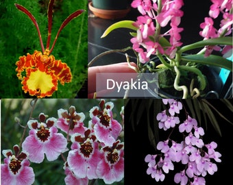 Mini Orchids - Rare - Perfect for terrariums,  lonopsis, Mini Vandas, Mini Oncidiums