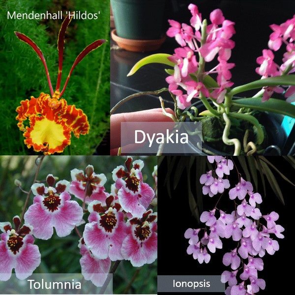 Mini Orchids - Rare - Perfect for terrariums,  lonopsis, Mini Vandas, Mini Oncidiums