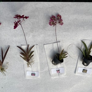 Surprise Orchid Plug Bundle extras Over 300 different orchids in stock New plugs added weekly image 5