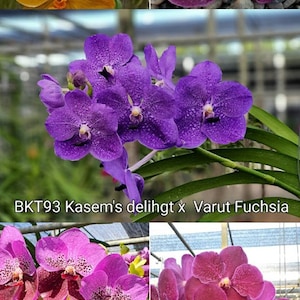 Premium Vanda Orchids Choose Free Shipping Kasen Delight xVarut