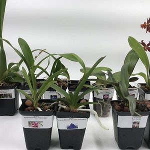 5 Live Orchid Plants Cattleya, Oncidium, Dendrobium, Vanda, Phalaenopsis, Tolumnia or Cymbidium Premium Orchids Free Shipping image 8