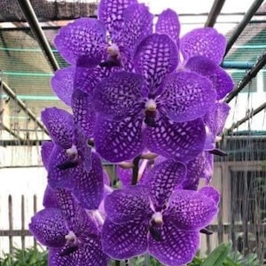 Blue Vanda Orchids Choose Free Shipping Glory Blue +