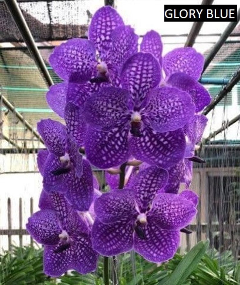 Blue Vanda Orchids Choose Free Shipping Glory Blue +