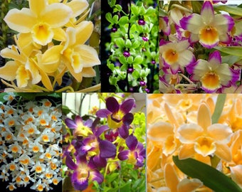 Orchid - Choose your Dendrobium + Free Shipping