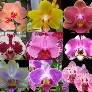 5 Live Orchid Plants Cattleya, Oncidium, Dendrobium, Vanda, Phalaenopsis, Tolumnia or Cymbidium Premium Orchids Free Shipping 4 Diff. Phalaenopsis