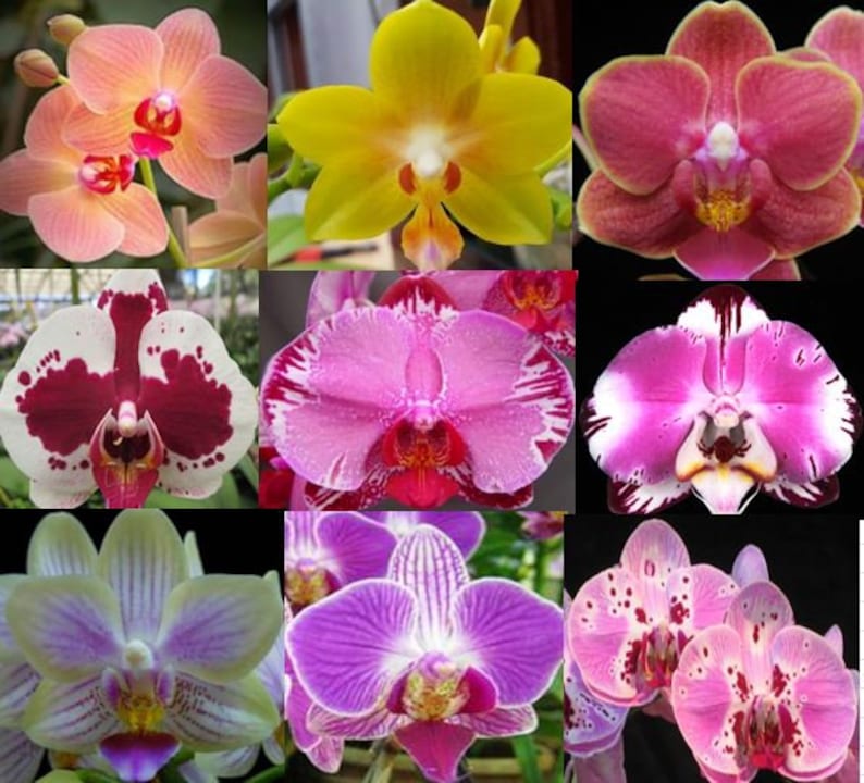Choose 4 Orchids of the type you like Tolumnia, Cymbidium, Cattleya, Oncidium, Dendrobium, Vanda, or Phalaenopsis Premium o Free Shipping 4 Diff. Phalaenopsis