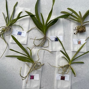 Surprise Orchid Plug Bundle extras Over 300 different orchids in stock New plugs added weekly image 4