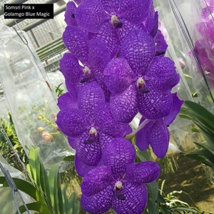 Blue Vanda Orchids Choose Free Shipping image 7