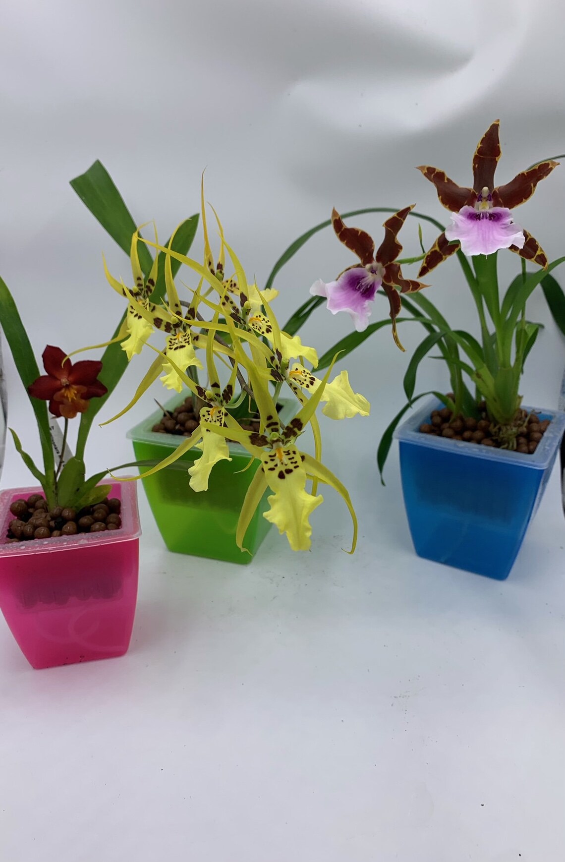 3 Perfect Orchid Pots Square Self Watering Plant Planters Etsy