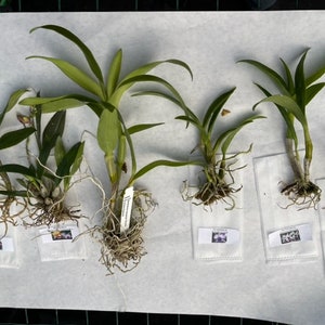 Surprise Orchid Plug Bundle extras Over 300 different orchids in stock New plugs added weekly image 8