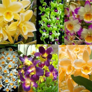 5 Live Orchid Plants Cattleya, Oncidium, Dendrobium, Vanda, Phalaenopsis, Tolumnia or Cymbidium Premium Orchids Free Shipping 4+ Dendrobiums