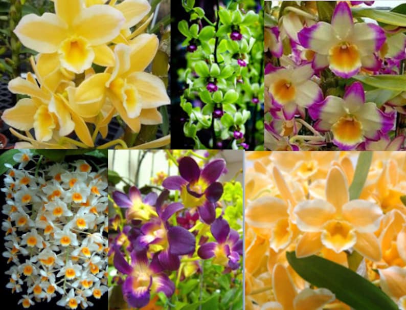 Choose 4 Orchids of the type you like Tolumnia, Cymbidium, Cattleya, Oncidium, Dendrobium, Vanda, or Phalaenopsis Premium o Free Shipping 4+ Dendrobiums