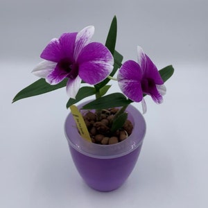 May include: A small potted orchid plant with two white and purple flowers. The plant is in a purple pot with a clear plastic rim.
