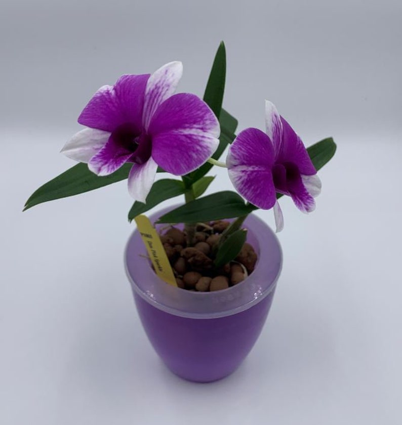 3 Perfect Orchid Pots Self Watering Plant Planters Etsy