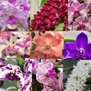 Choose 4 Orchids of the type you like Tolumnia, Cymbidium, Cattleya, Oncidium, Dendrobium, Vanda, or Phalaenopsis Premium o Free Shipping 4 Fragrant Rhynch.