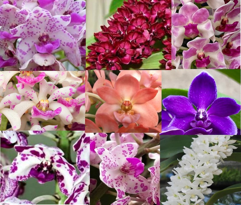 5 Live Orchid Plants Cattleya, Oncidium, Dendrobium, Vanda, Phalaenopsis, Tolumnia or Cymbidium Premium Orchids Free Shipping 4 Fragrant Rhynch.