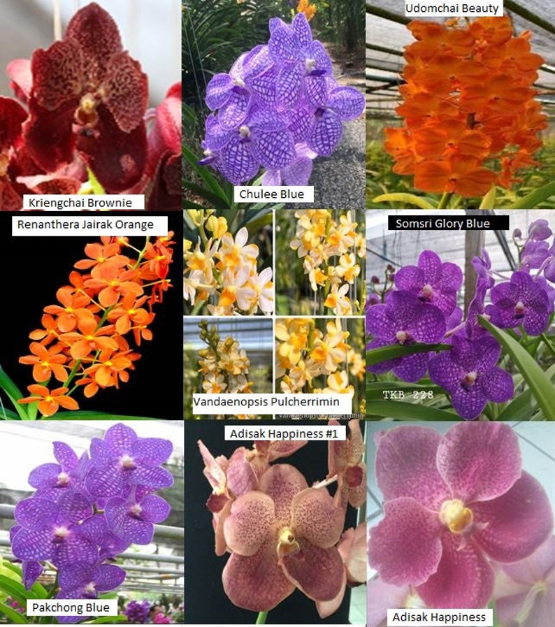 Premium Vanda Orchids Choose Free Shipping image 2