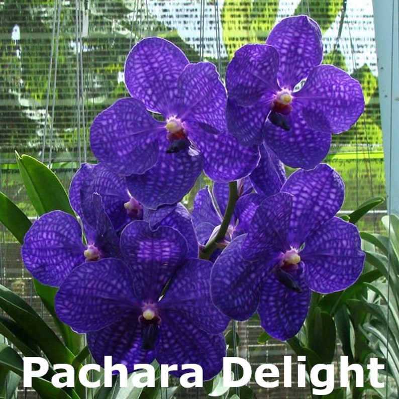 Blue Vanda Orchids Choose Free Shipping Pachara delight blue