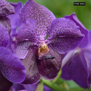 Blue Vanda Orchids Choose Free Shipping Pure Wax