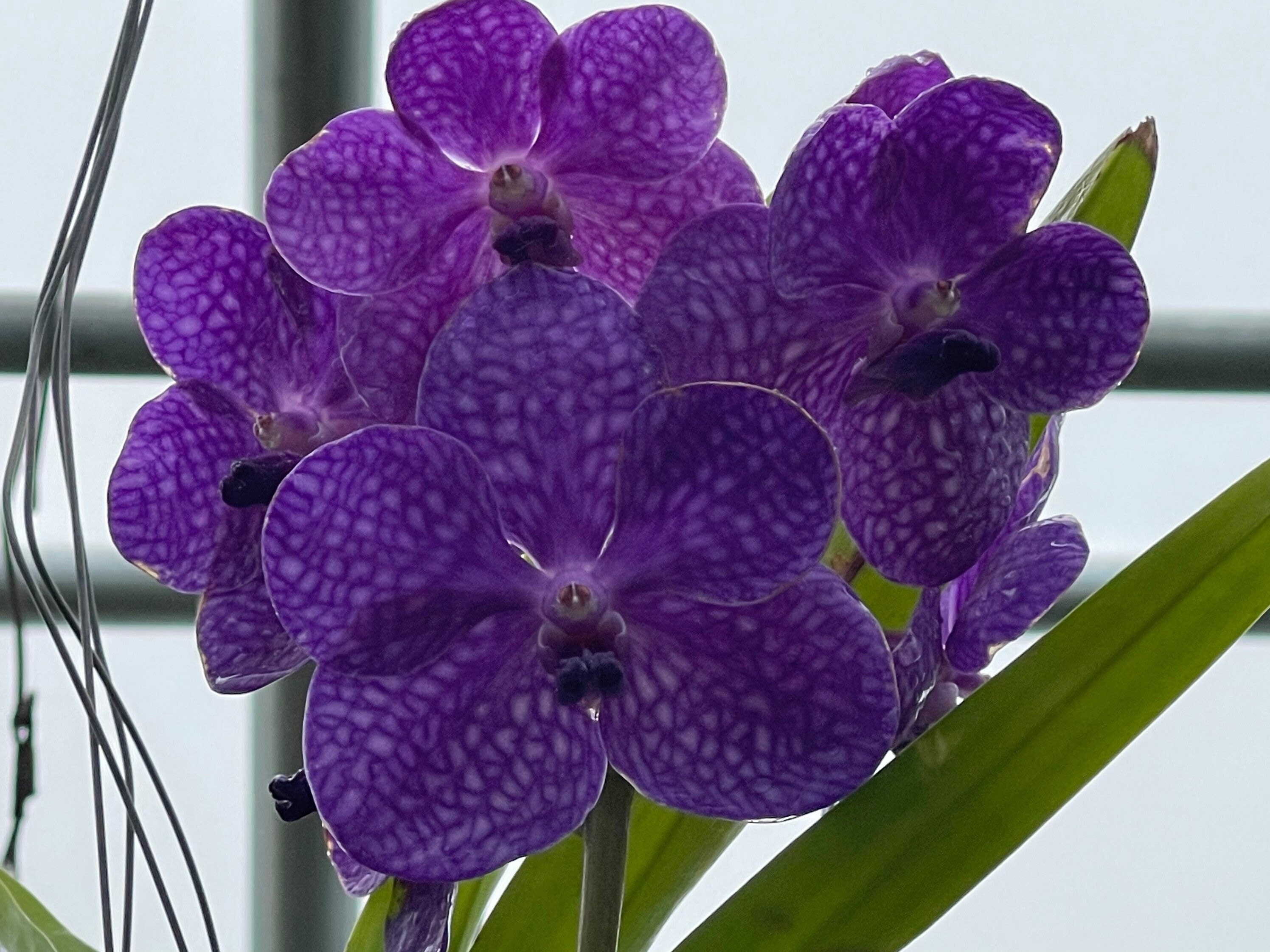 Orquídeas Vanda de gran tamaño BLOOMING Elegir sin Gastos - Etsy México