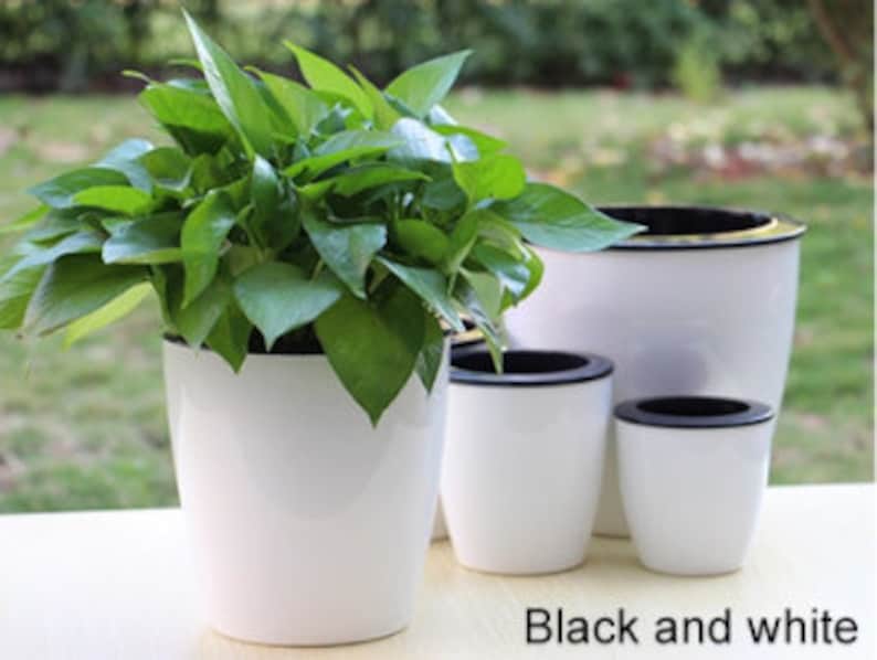 May include: Set of three white plastic plant pots with black rims. The pots are different sizes and are arranged in a row. The largest pot has a green plant growing in it.
