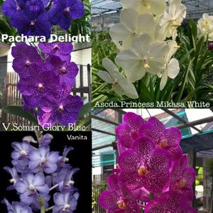 Large BLOOMING size Vanda Orchids - Choose - Free Shipping