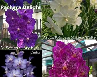 Large BLOOMING size Vanda Orchids - Choose - Free Shipping
