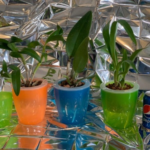 May include: Four small potted plants with green leaves in colorful plastic pots. The pots are orange, blue, green, and green. A can of Pepsi is in the background.