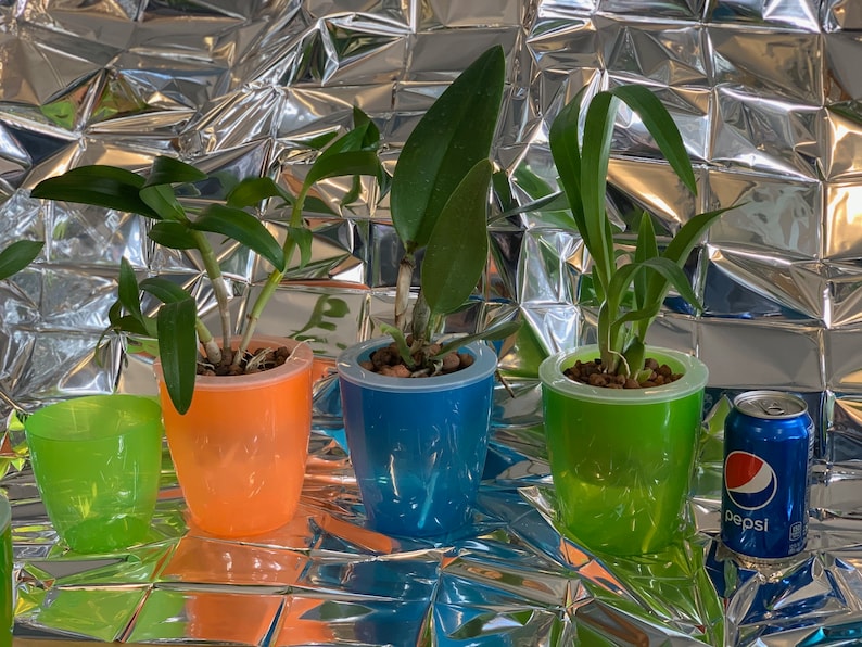 May include: Four small potted plants with green leaves in colorful plastic pots. The pots are orange, blue, green, and green. A can of Pepsi is in the background.
