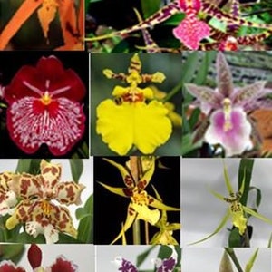 Choose 4 Orchids of the type you like Tolumnia, Cymbidium, Cattleya, Oncidium, Dendrobium, Vanda, or Phalaenopsis Premium o Free Shipping 4+ Oncidiums