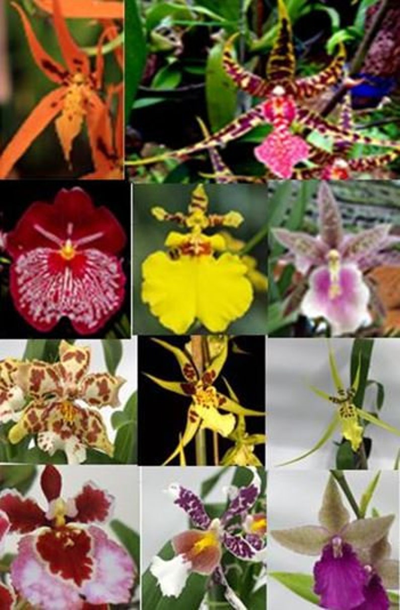 Choose 4 Orchids of the type you like Tolumnia, Cymbidium, Cattleya, Oncidium, Dendrobium, Vanda, or Phalaenopsis Premium o Free Shipping 4+ Oncidiums