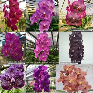 Premium Vanda Orchids Choose Free Shipping image 4