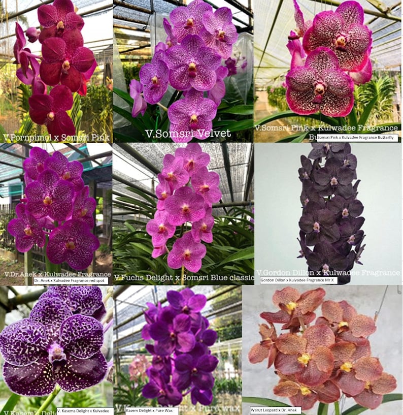 Premium Vanda Orchids Choose Free Shipping image 4