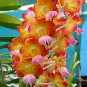 Premium Vanda Orchids Choose Free Shipping B. Sunset Miracle