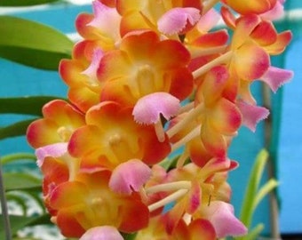 Very Fragrant Vanda - B. Sunset Miracle - Premium Orchids - Free Shipping