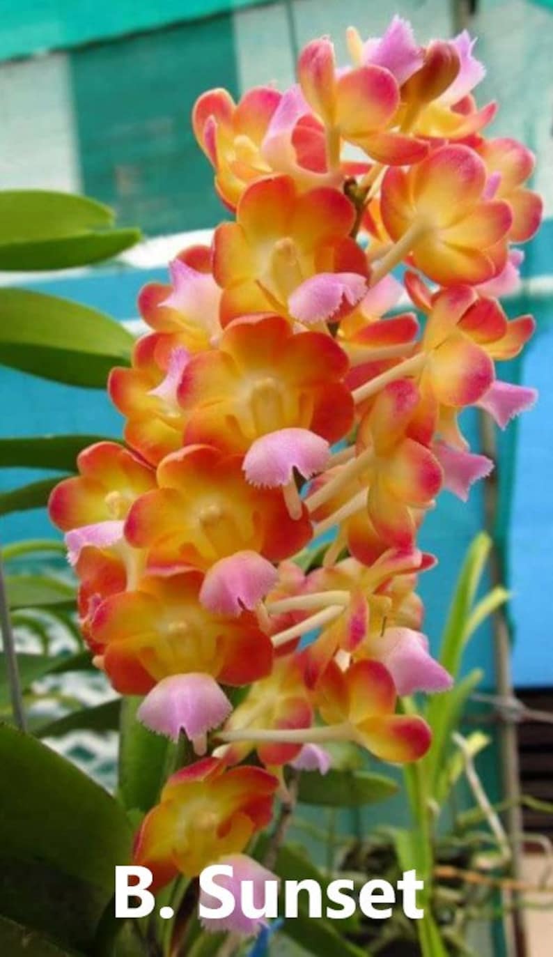 Premium Vanda Orchids Choose Free Shipping B. Sunset Miracle